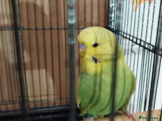 Budgerigars birds 10 Baby budgies Ashford Kent - Advert 6
