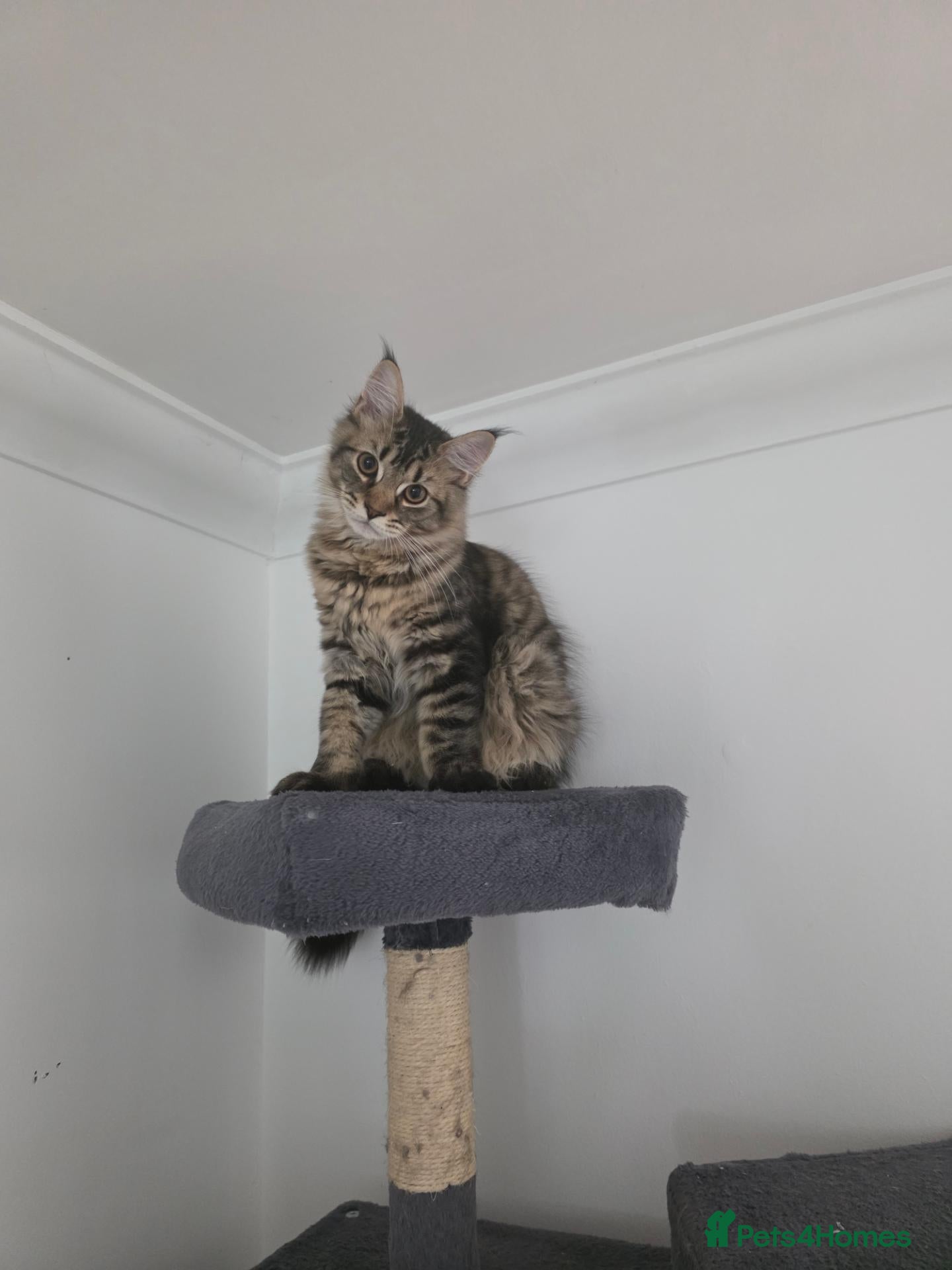 Maine Coon cats Ready now adorable maine coon Kittens 2 boys - Advert 1