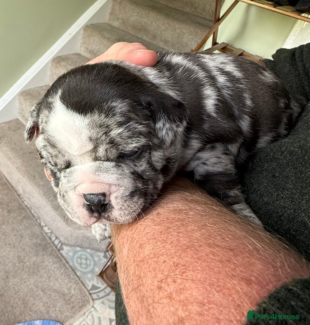 Mixed Breed dogs for sale: Cute Olde English Bulldog & Pug/Frenchie 4 sale - Image 11