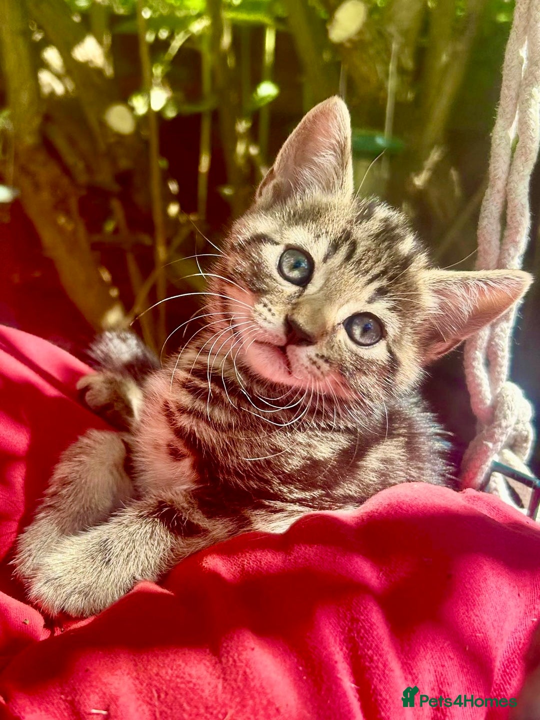 Mixed Breed cats for sale: 🐾 Adorable Tabby Kittens Looking for Their Homes! - Image 7
