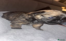 Mixed Breed dogs for sale: Chihuahua x pups  - Image 3