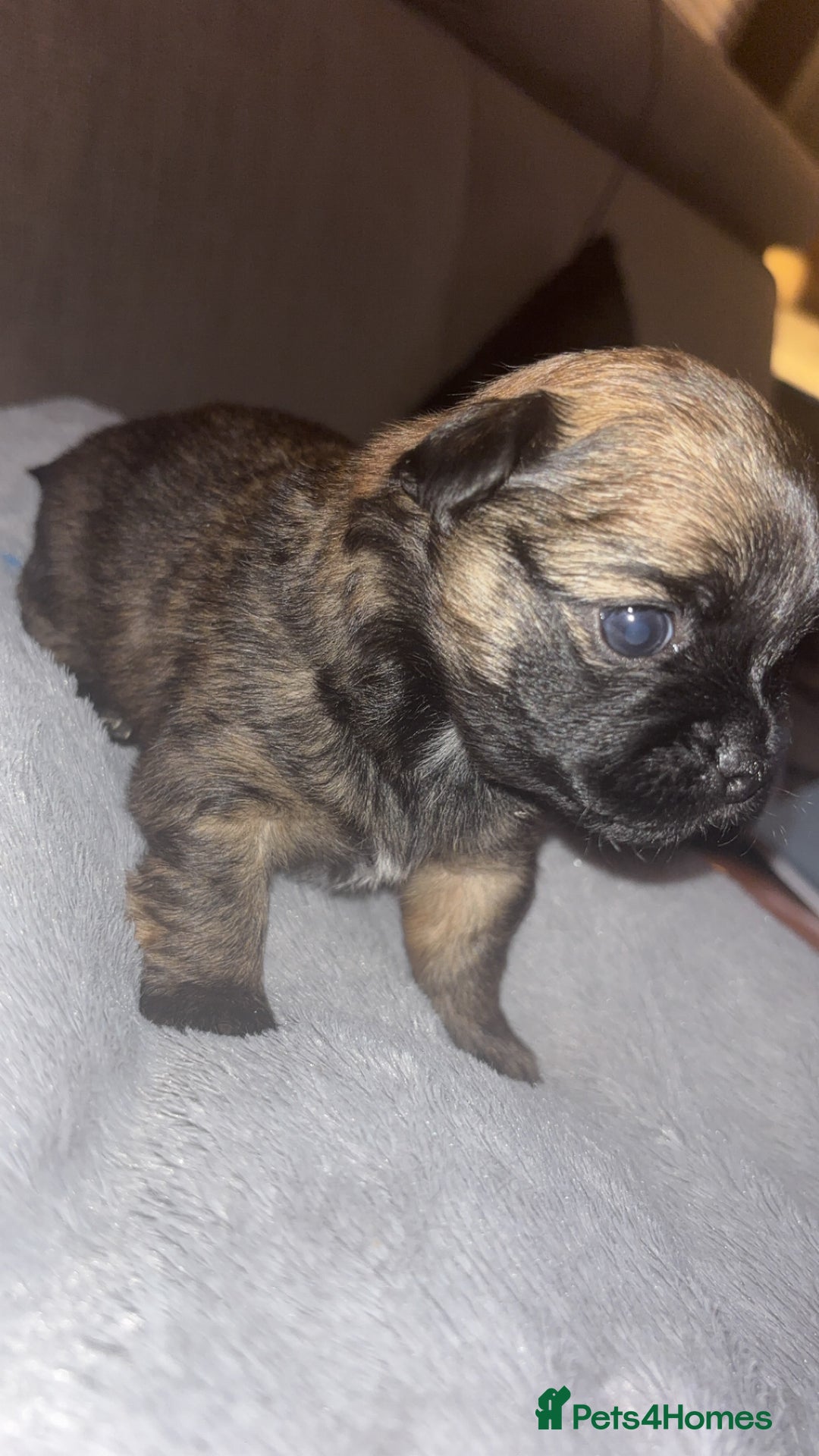 Mixed Breed dogs for sale: Chihuahua x pups  - Image 3