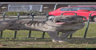 Cane Corso dogs - Advert 10