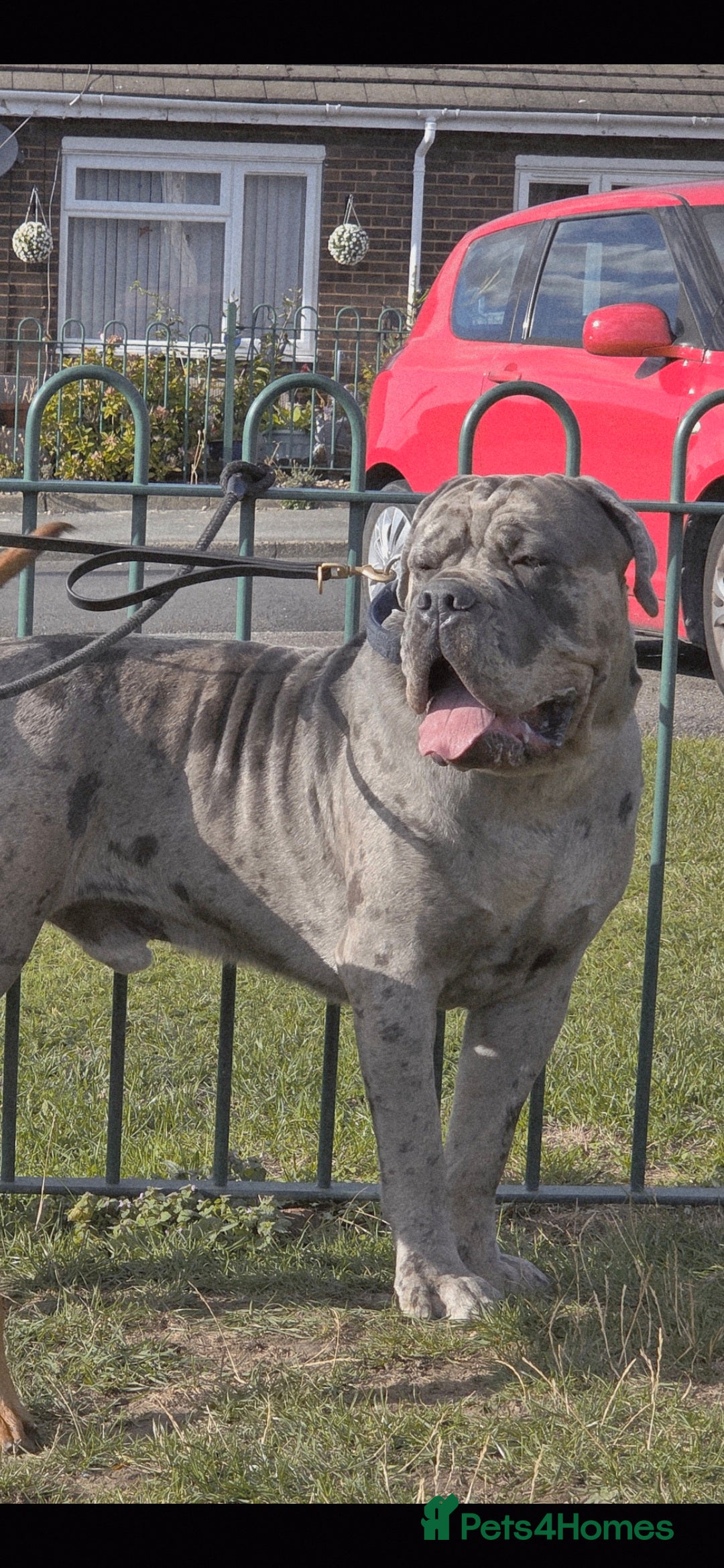 Cane Corso dogs for stud: 🧬MAJESTIC MERLE STUD🧬 - Image 2