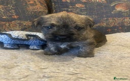 Mixed Breed dogs for sale: Border x Cairn Terrier puppies - Image 7
