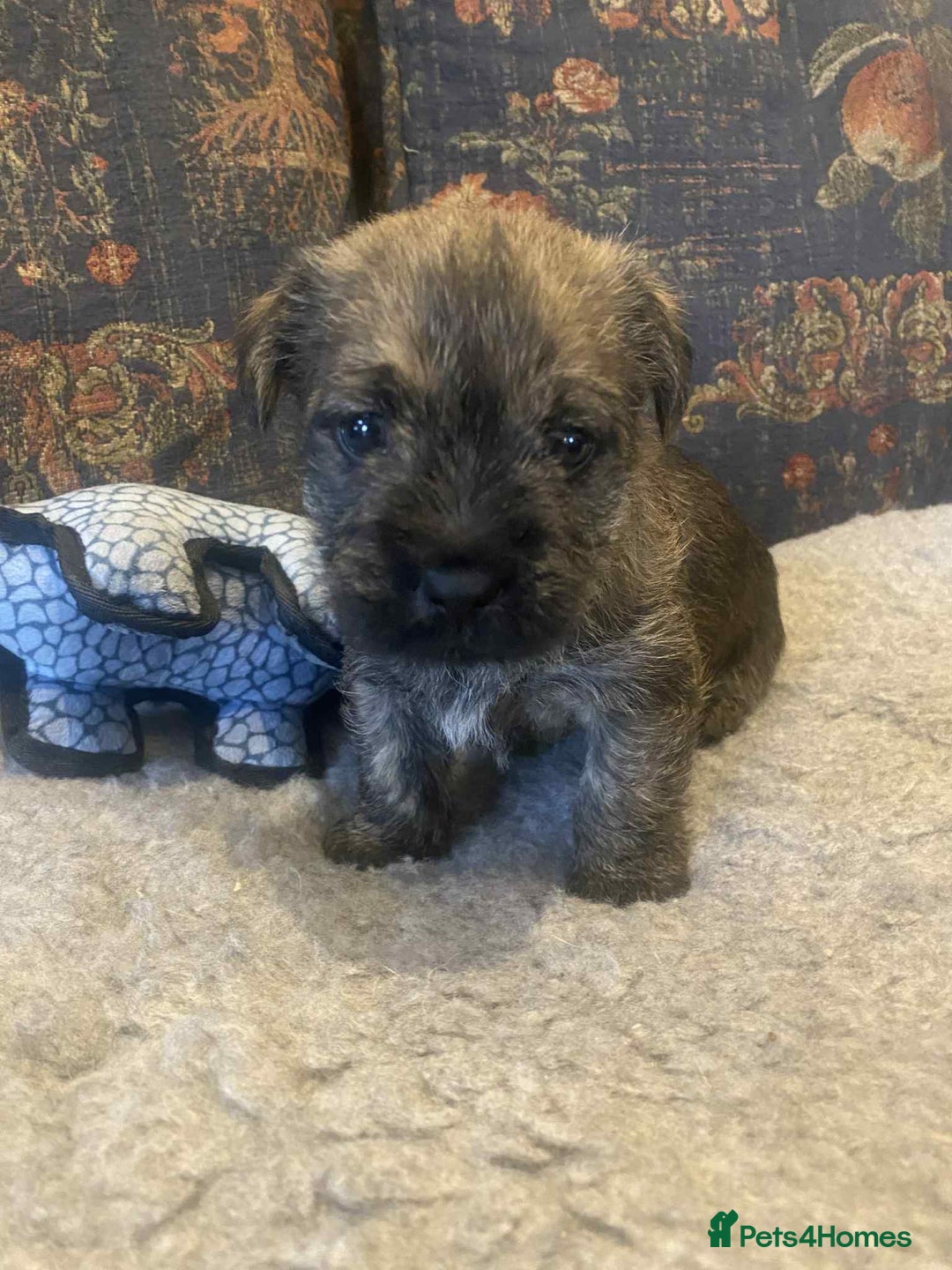 Mixed Breed dogs for sale: Border x Cairn Terrier puppies - Image 7