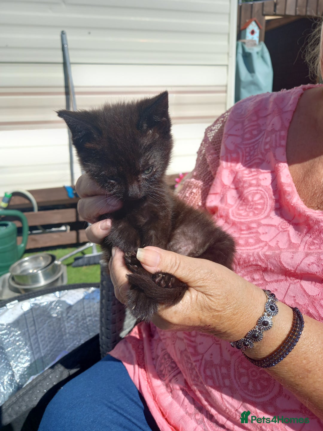Mixed Breed cats for sale: 4 black kittens with a bit of white  - Image 5