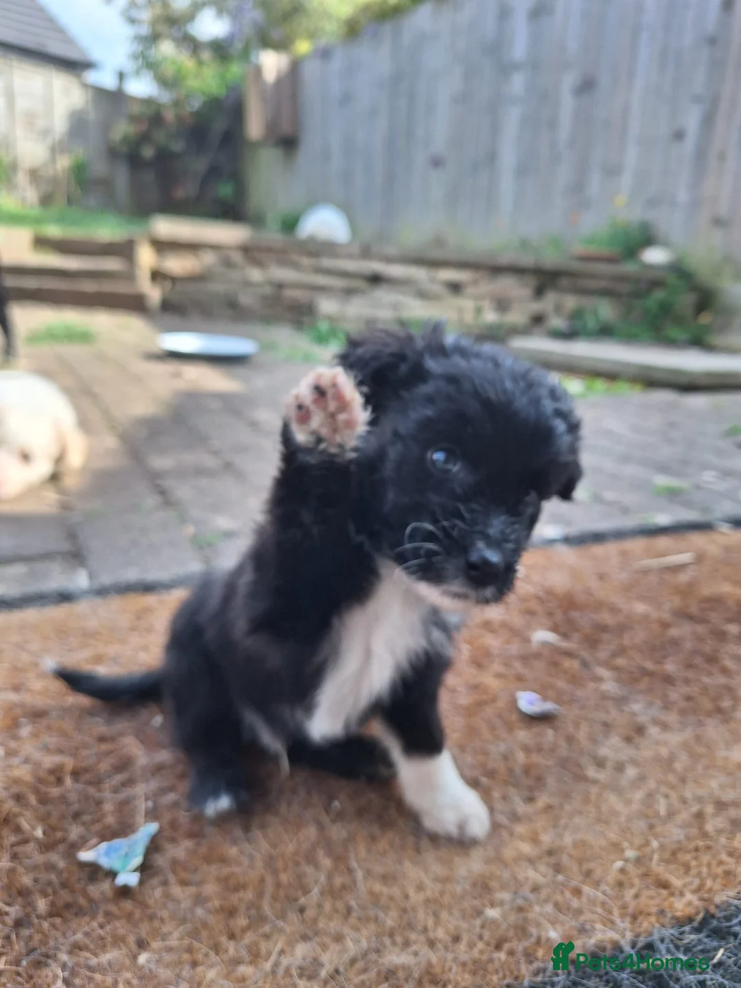 Mixed Breed dogs for sale: cockerpoo x colliestaff puppies in Cheltenham - Advert 2