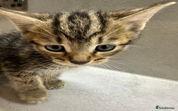 Mixed Breed cats for sale: 3 beautiful kittens for sale !! - Image 6
