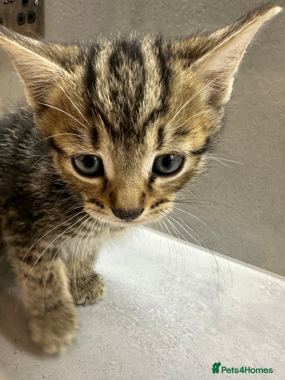 Mixed Breed cats for sale: 3 beautiful kittens for sale !! - Image 6