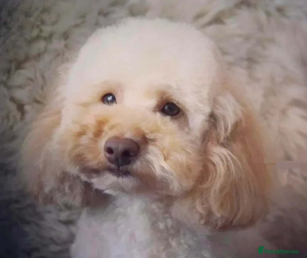 Cavapoo dogs for sale: F1bb cavapoo puppies  in Eastleigh - Advert 8