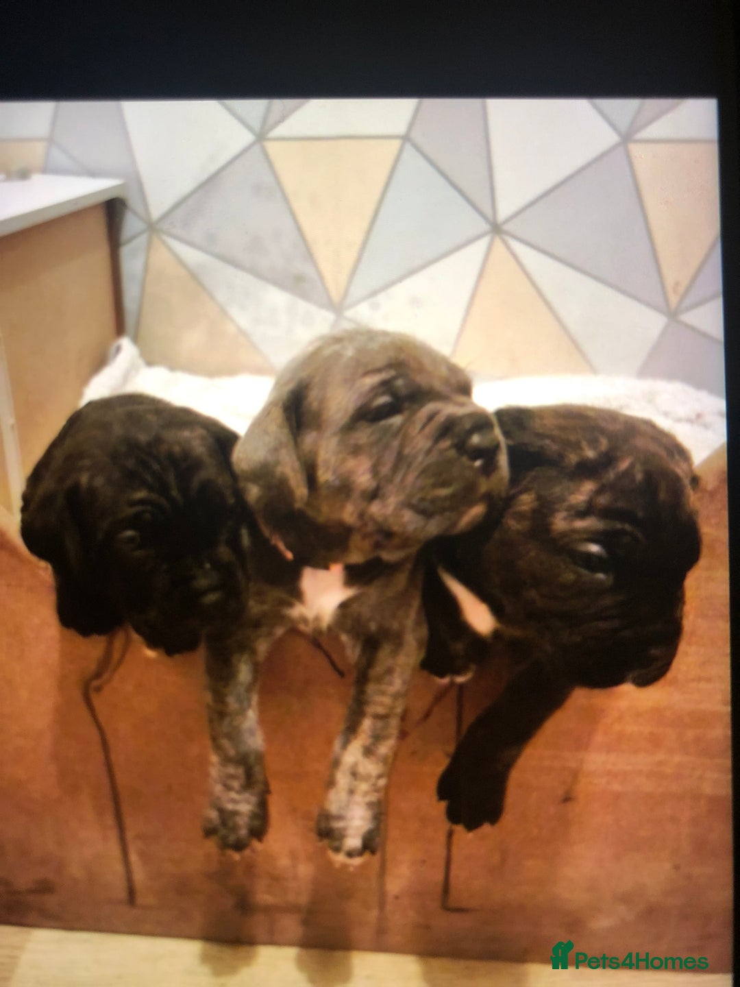 Cane Corso dogs for sale: Purebred Italian Cane Corso puppies - Advert 15