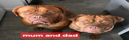 Dogue De Bordeaux dogs for sale: DOGUE DE BORDEAUX PUPPIES in Newark - Advert 4