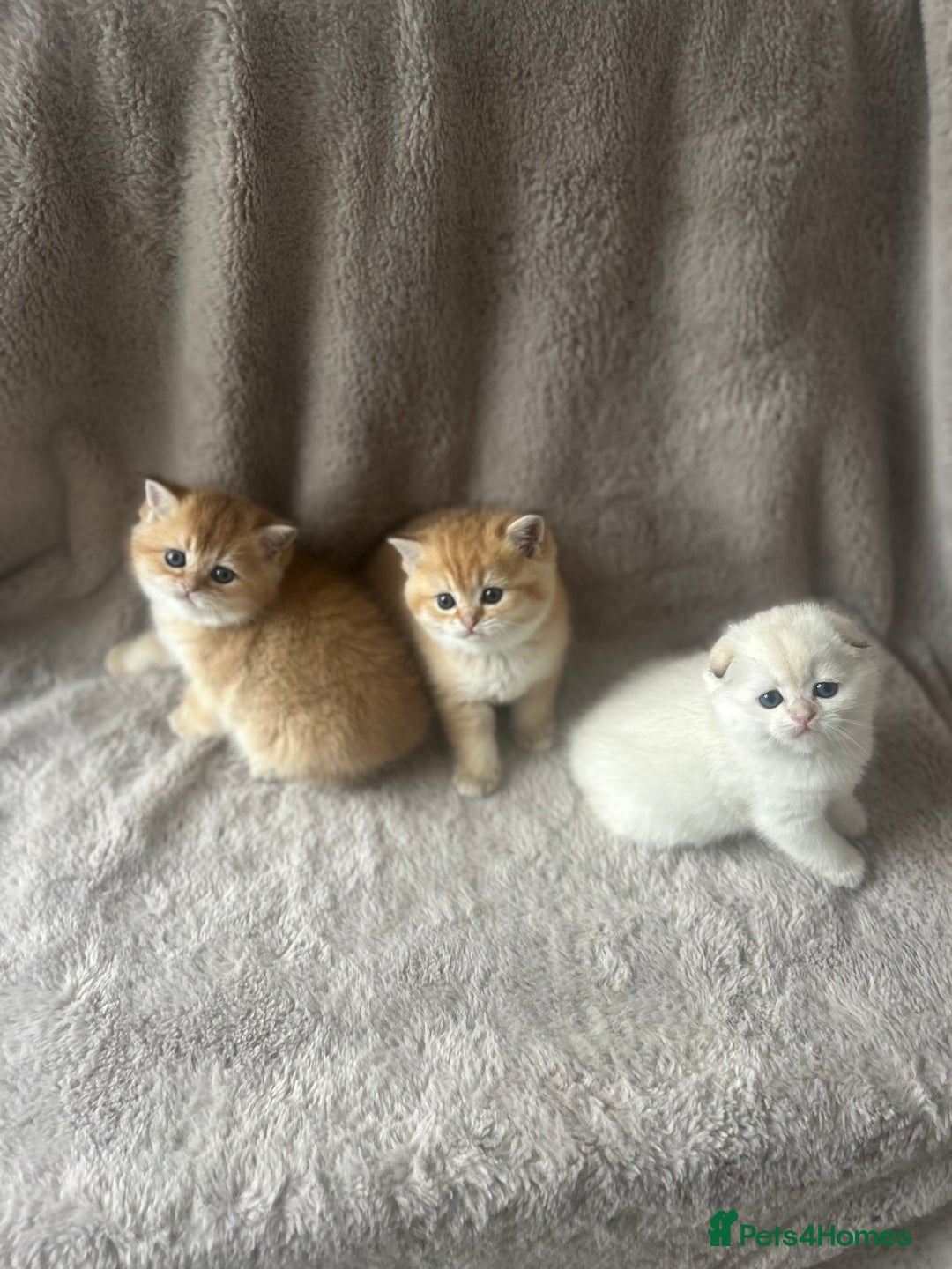 Scottish Fold cats for sale: Beautiful Gold Chinchilla babies  - Advert 8