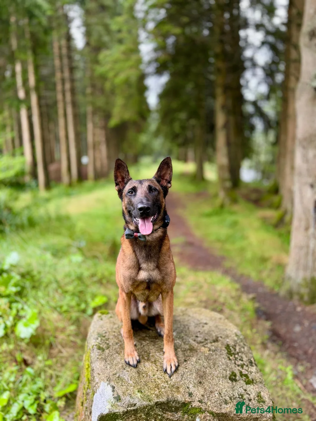 Mixed Breed dogs for sale: Belgian x Dutch Shepherd – Goofy in Newcastle upon Tyne - Advert 9