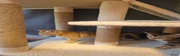 Mixed Breed cats for sale: Half bengal kittens - Advert 6