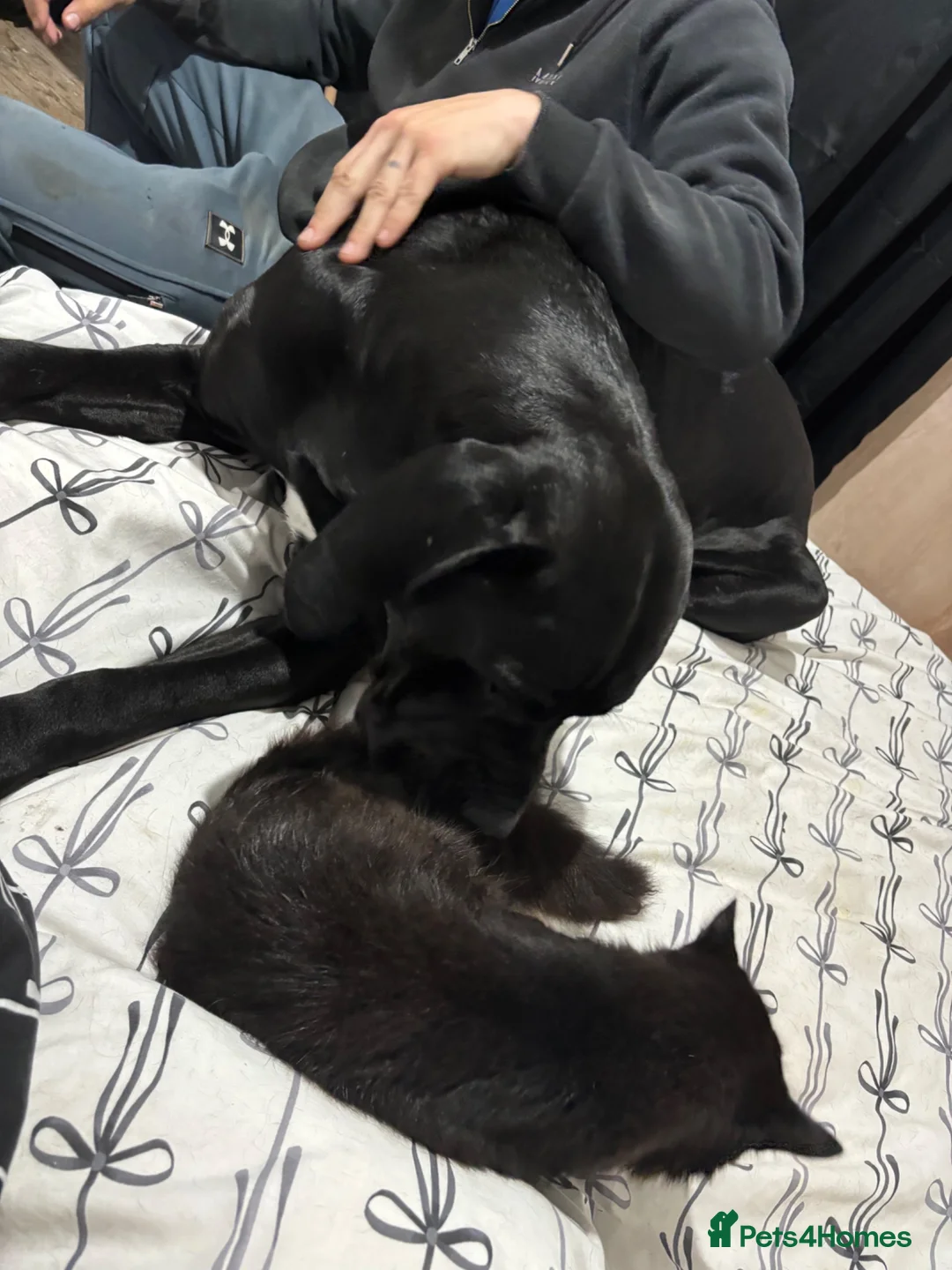 Cane Corso dogs for sale: Vinnie  in Hebburn - Advert 2