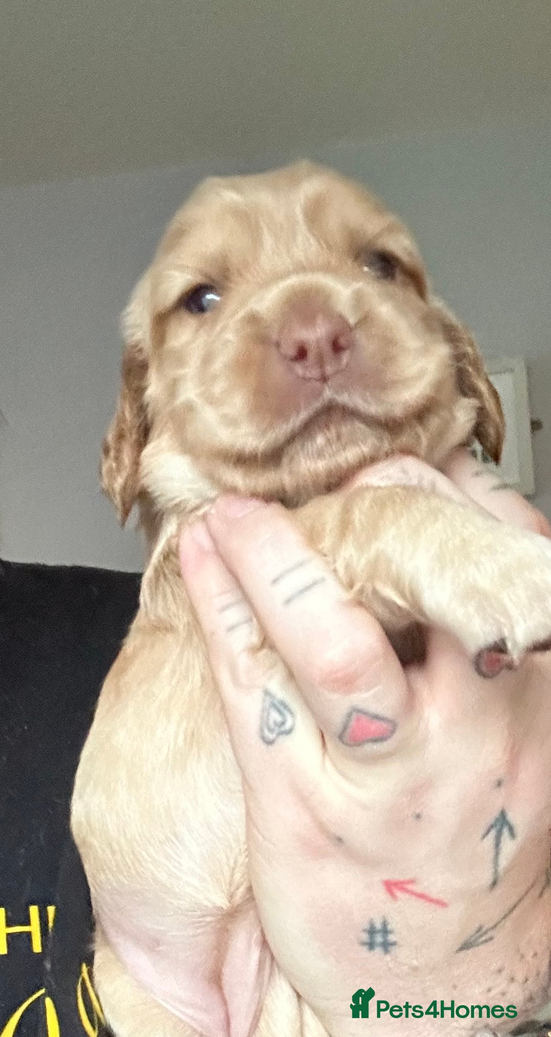 Cocker Spaniel dogs for sale: Cocker spaniel  - Advert 3