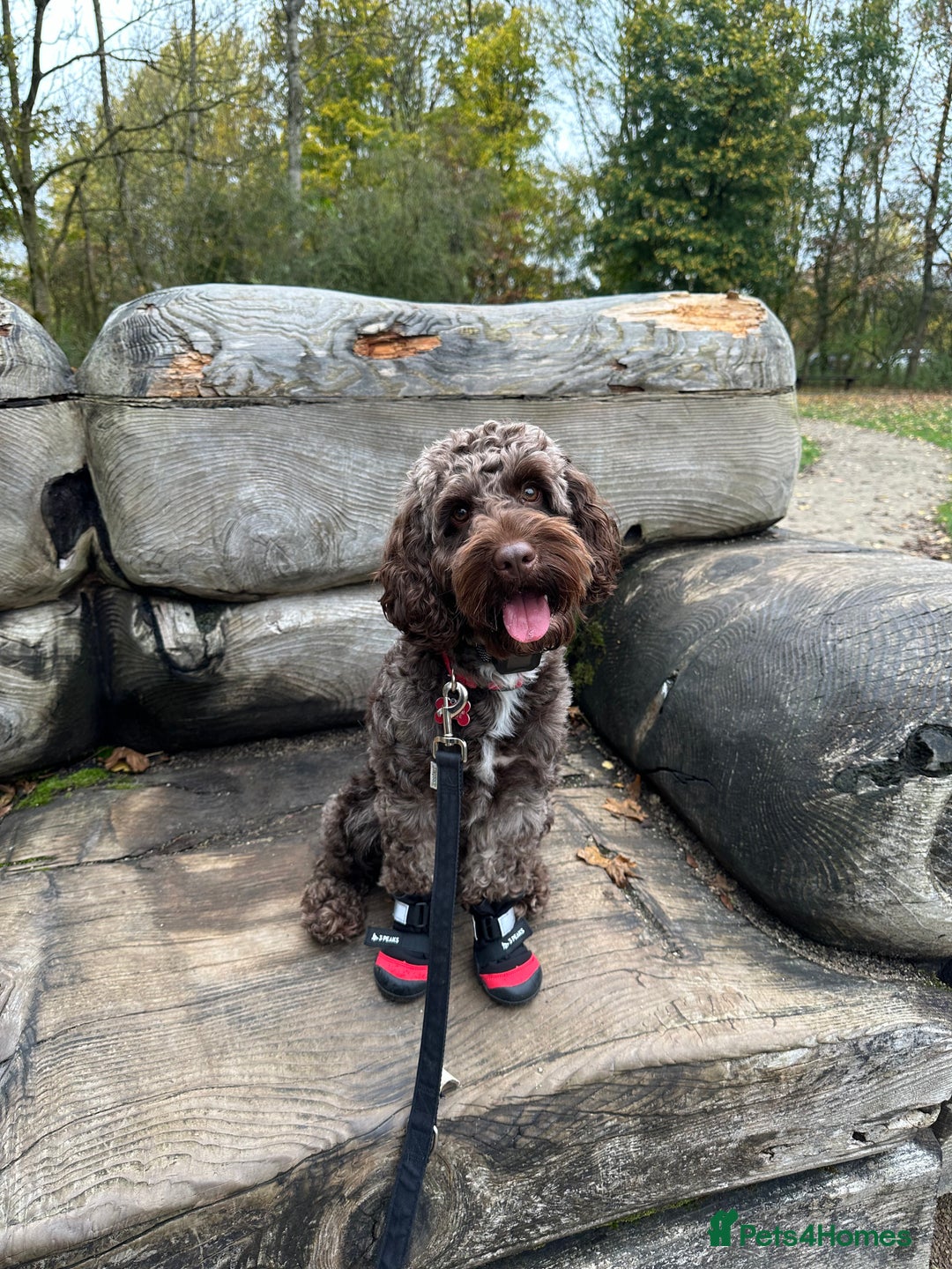 Cockapoo dogs for stud: Coco - Proven Chocolate F1B Cockapoo for Stud - Advert 1