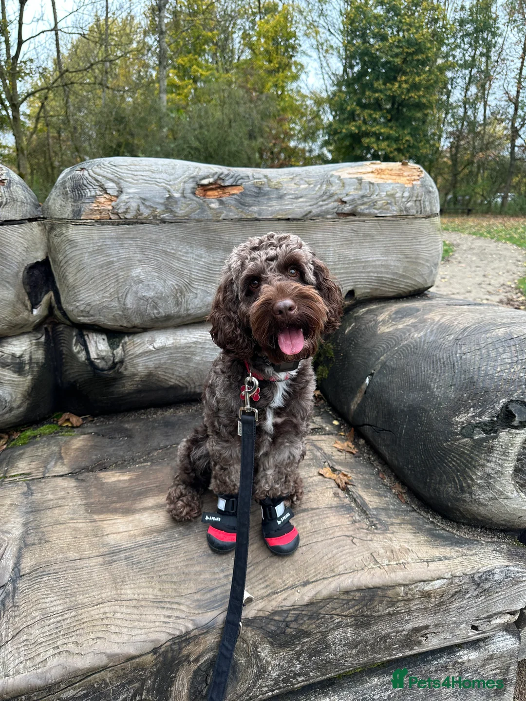 Cockapoo dogs for stud: Coco - Proven Chocolate F1B Cockapoo for Stud - Advert 1