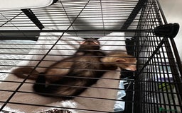 Ferret rodents for sale: 2 Hobs - Image 9