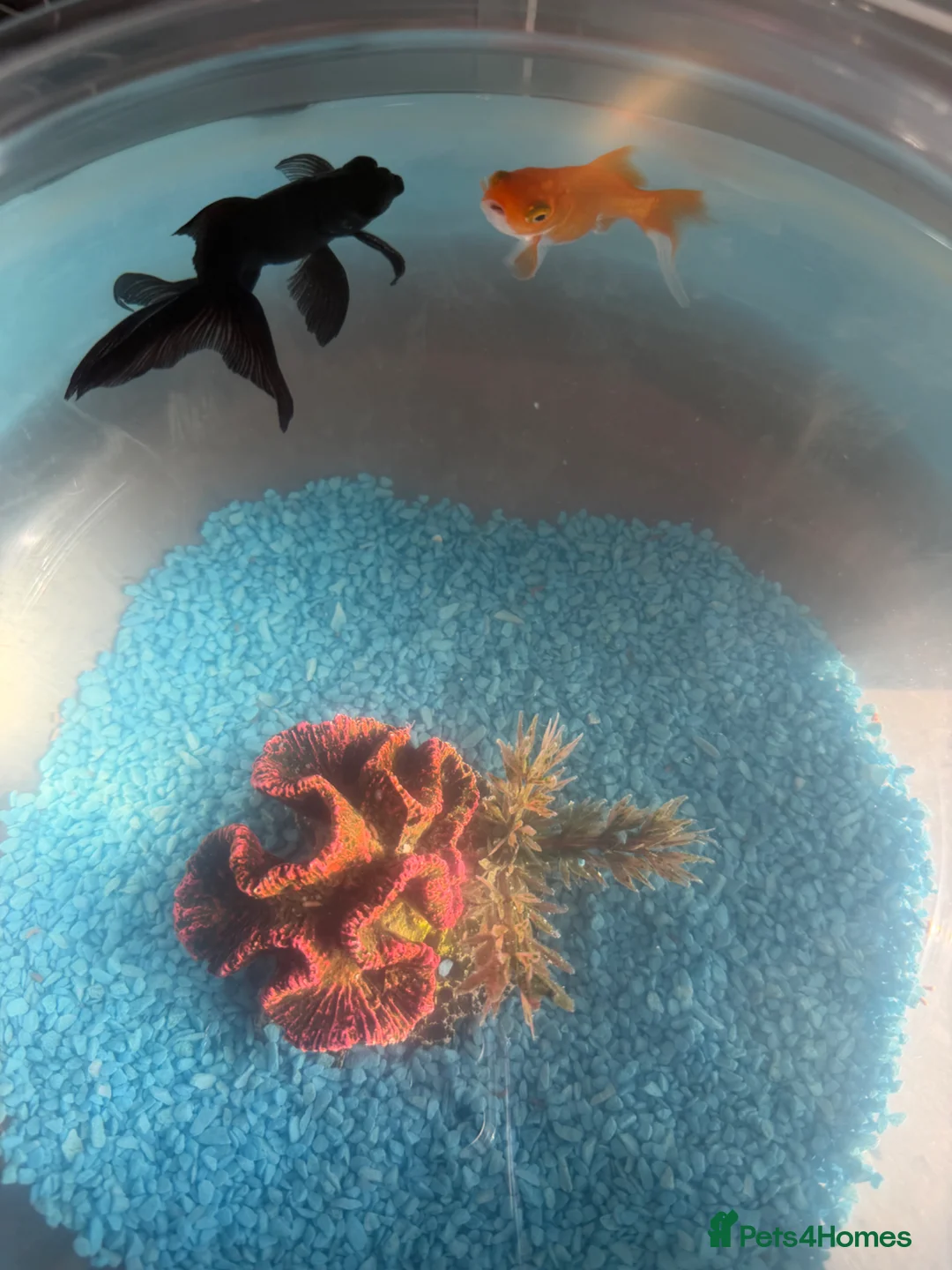 Goldfish fish for sale: Gold fish  - Advert 1