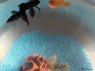 Goldfish fish Gold fish - Advert 13