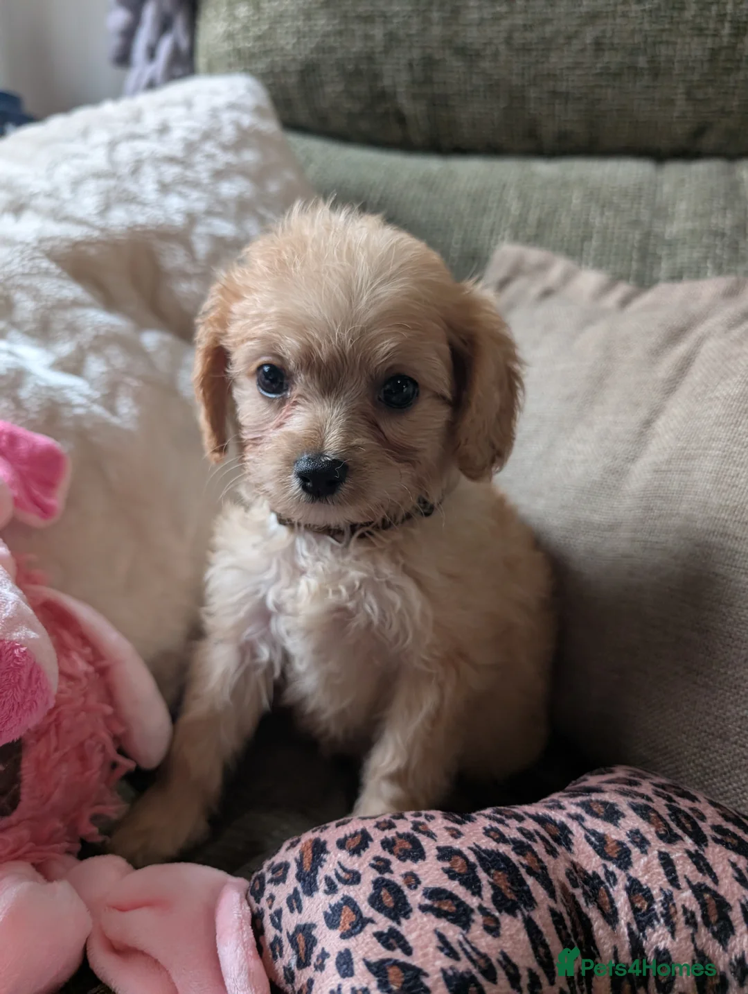 Cavapoo dogs for sale: Last Boy F1 Toy Cavapoo Puppy  - Advert 24