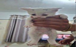 Asian cats for sale: Kittens  - Image 8