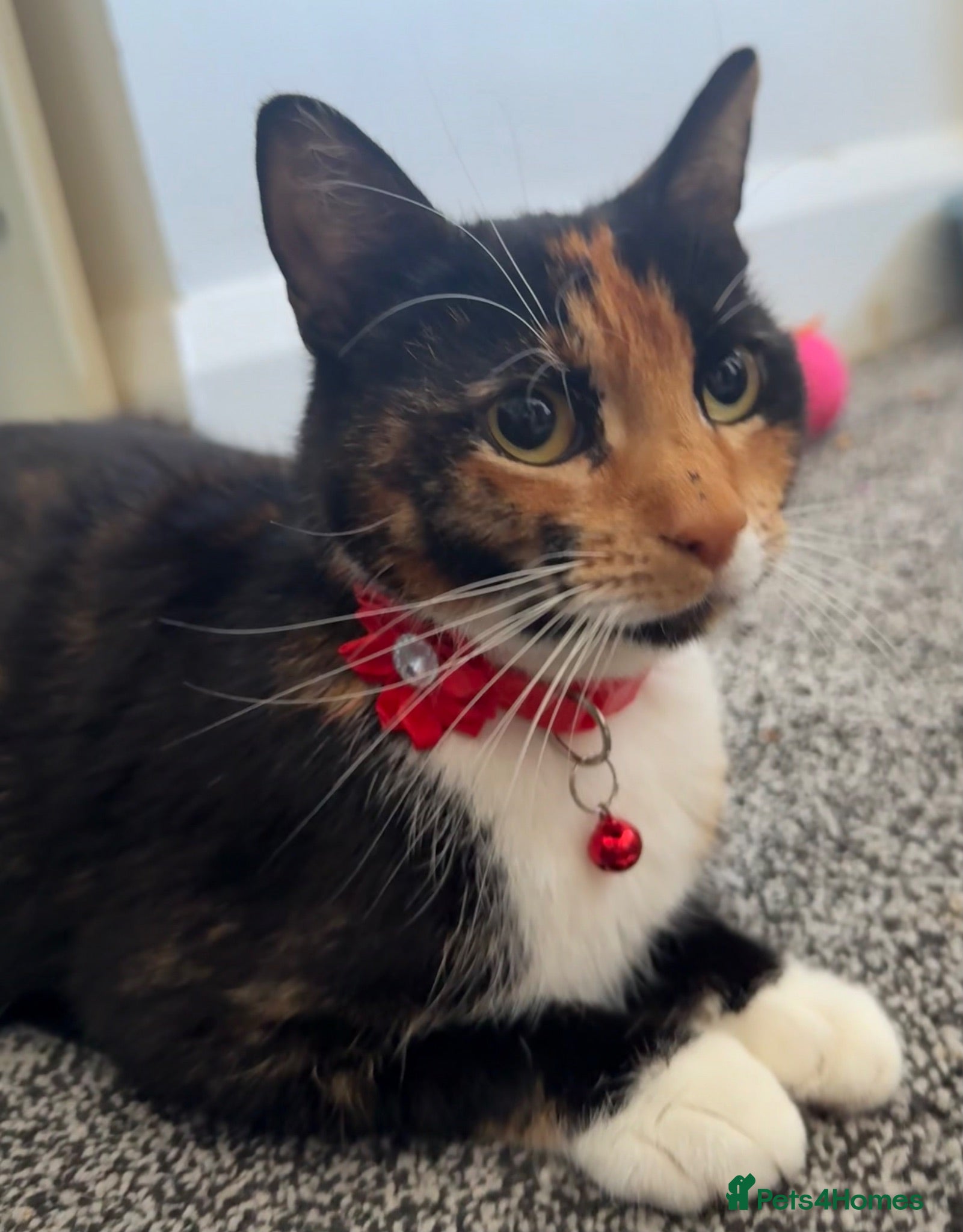 Domestic Shorthair cats 5 kittens available, Calico Mother. - Advert 1