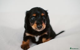 Miniature Dachshund dogs for sale: 🌿🌸🌳KC LONGHAIR MINI DACHSHUND PUPS🌳🌸🌿 - Image 25