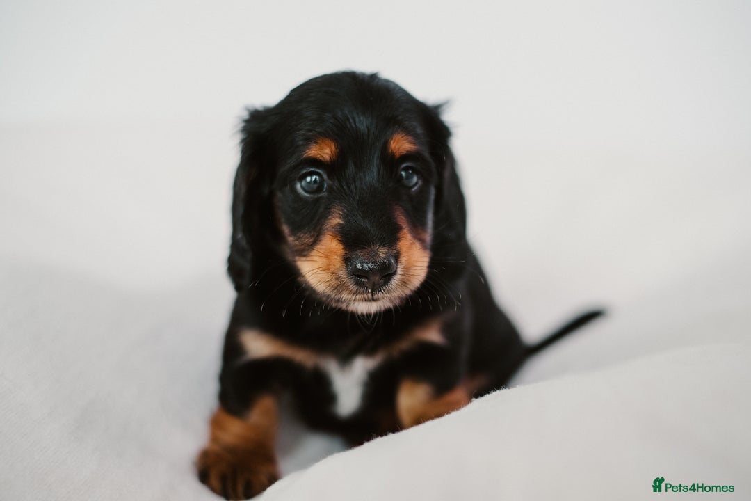Miniature Dachshund dogs for sale: 🌿🌸🌳KC LONGHAIR MINI DACHSHUND PUPS🌳🌸🌿 - Image 25