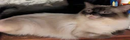 Mixed Breed cats for sale: Male 10 weeks old mum ragdoll dad half Persian  in Lowestoft - Advert 2