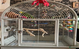 Parrots birds for sale: Beautiful hand Reared Amazon parrot and cage  - Image 3