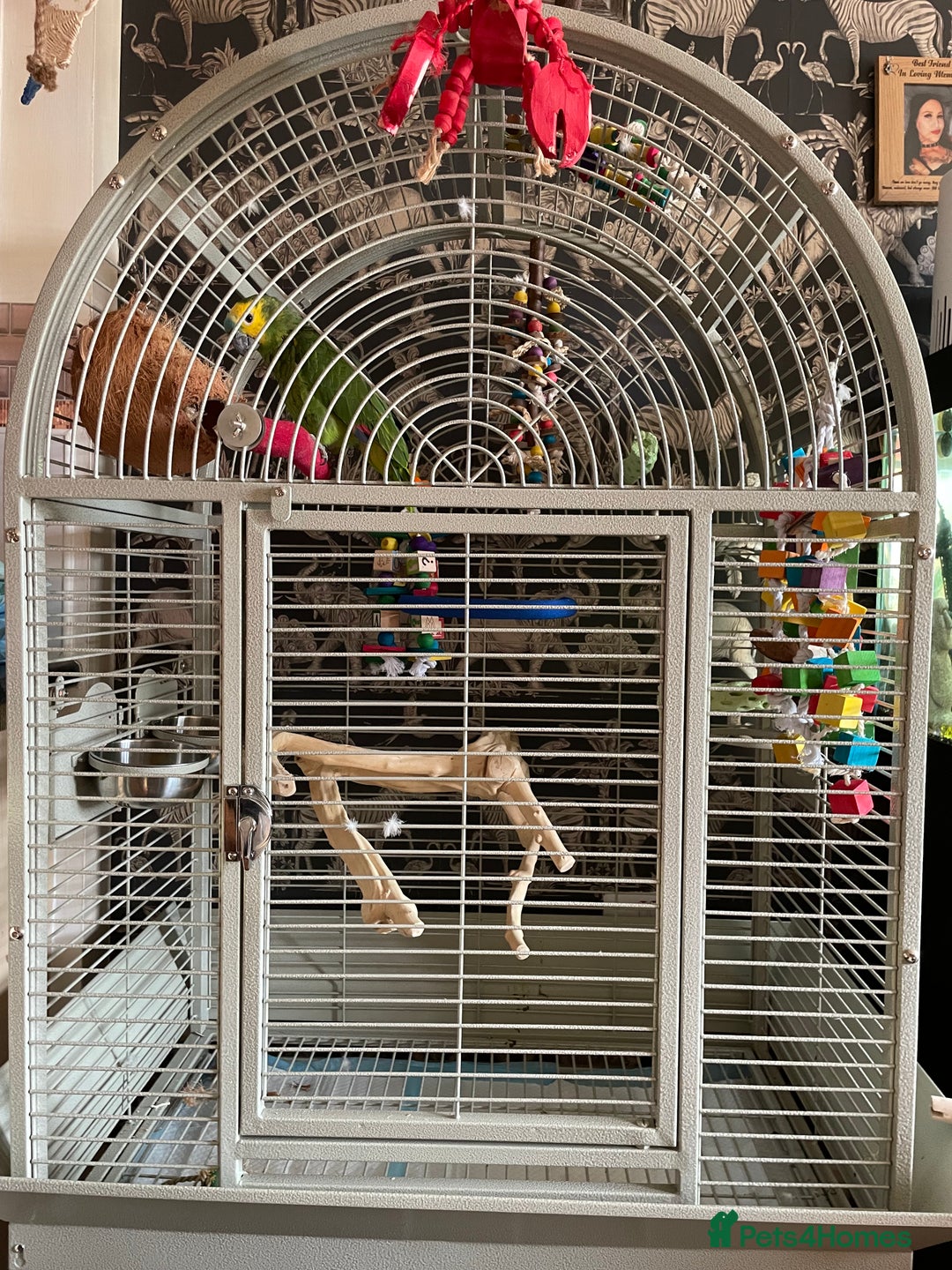 Parrots birds for sale: Beautiful hand Reared Amazon parrot and cage  - Image 3
