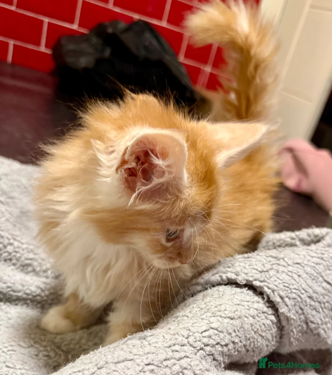 Maine Coon cats for sale: 2 Maine coon boys - Advert 3