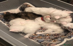 Maine Coon cats for sale: White Maine Coon GCCF - Image 35