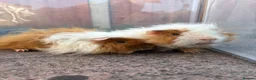 Guinea Pig rodents for sale: Bonded Male Guinea Pigs in Warrington - Advert 2
