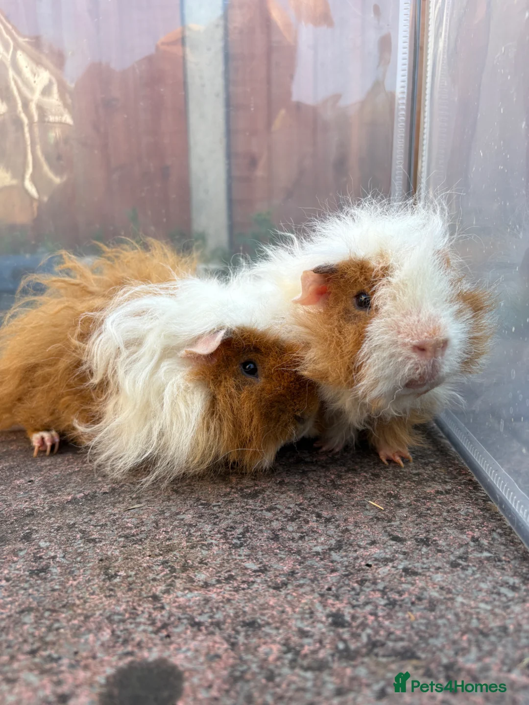 Guinea Pig rodents for sale: Bonded Male Guinea Pigs in Warrington - Advert 2