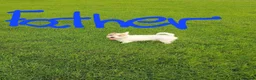 Jack Russell dogs for sale: Adorable 1 BOY LEFT Jack Russell  - Advert 8