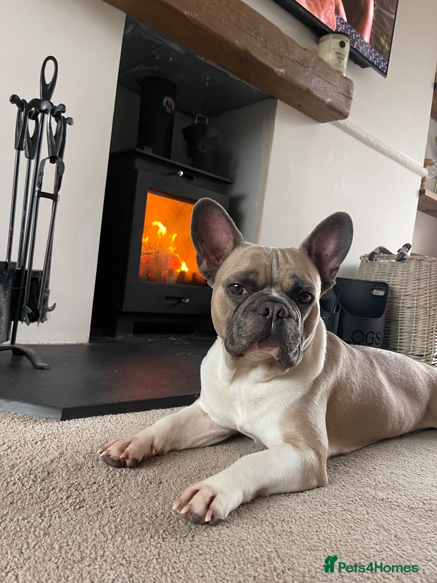 French Bulldog dogs 2 blue & 1 lilac fawn french bulldog puppies  - Advert 16