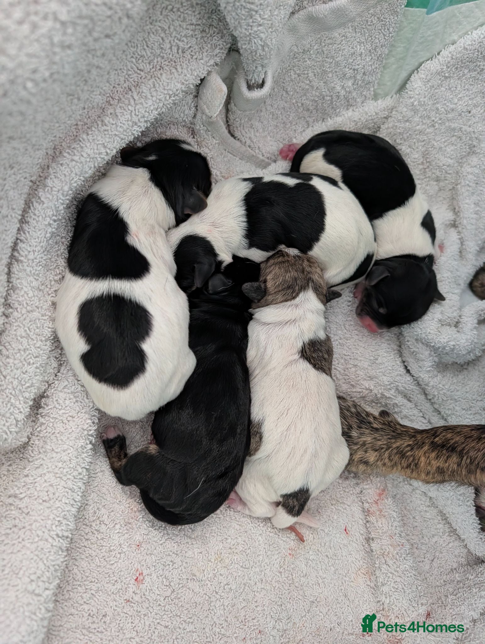 Mixed Breed dogs Mixed Breed Puppies  - Advert 1