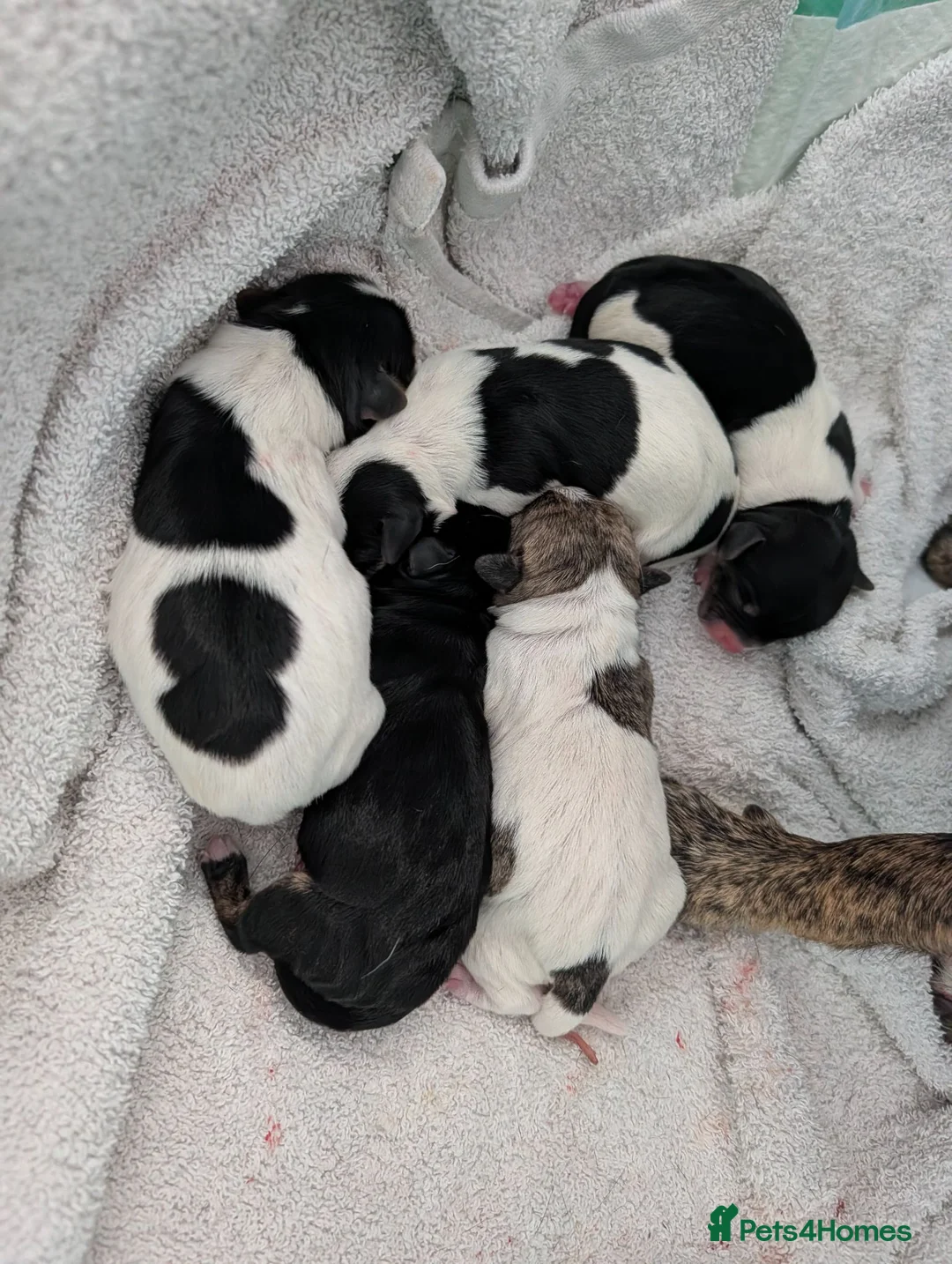Mixed Breed dogs for sale: Mixed Breed Puppies  in Ashford - Advert 1