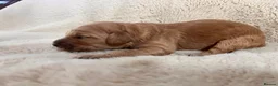 Goldendoodle dogs for sale: GoldenDoodle F1b  - Advert 4