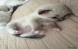 Ragdoll cats for sale: Gorgeous ragdoll kittens - Image 4