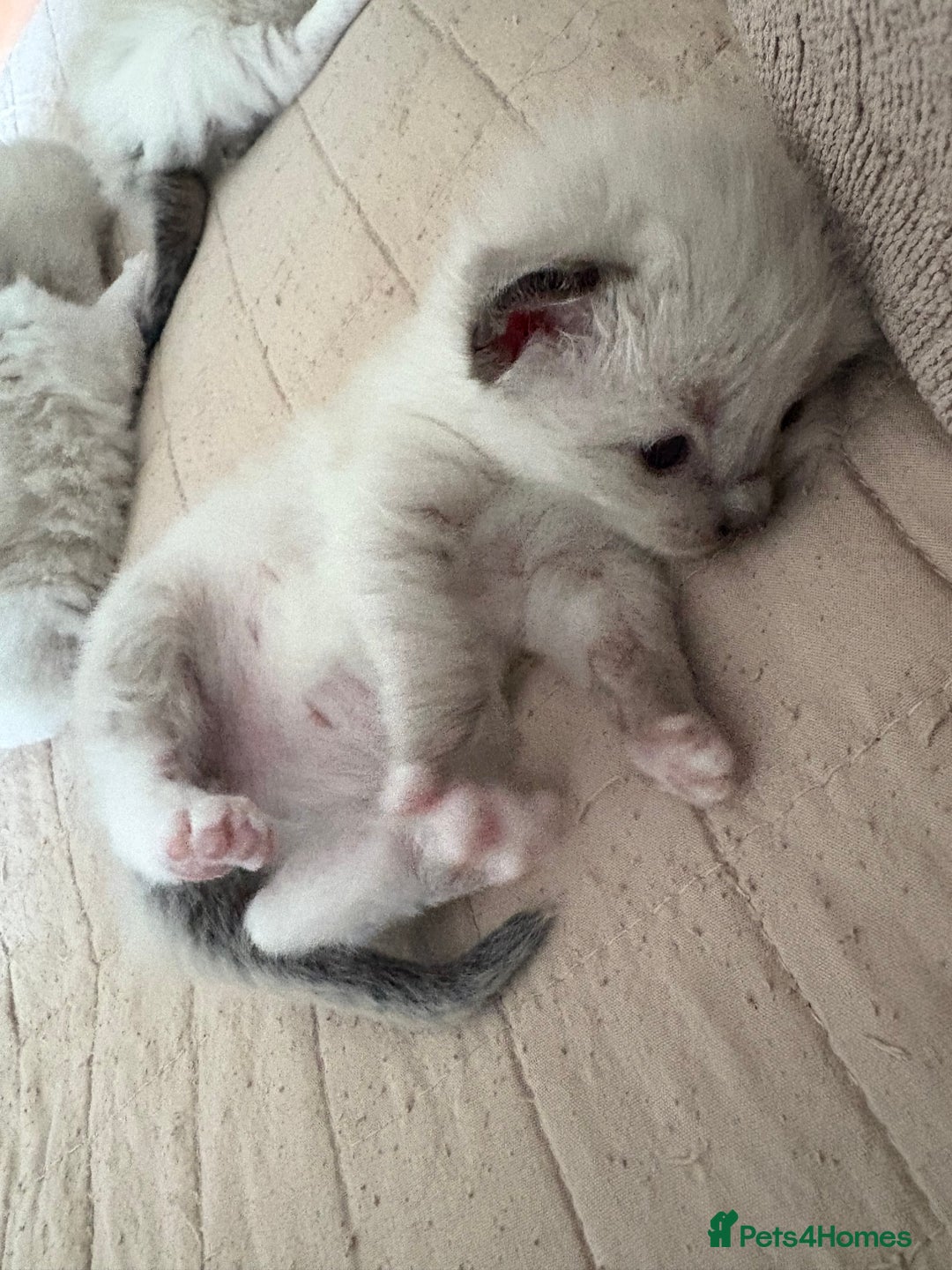 Ragdoll cats for sale: Gorgeous ragdoll kittens - Image 4