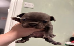 French Bulldog dogs for sale: French bulldogs  - Image 3