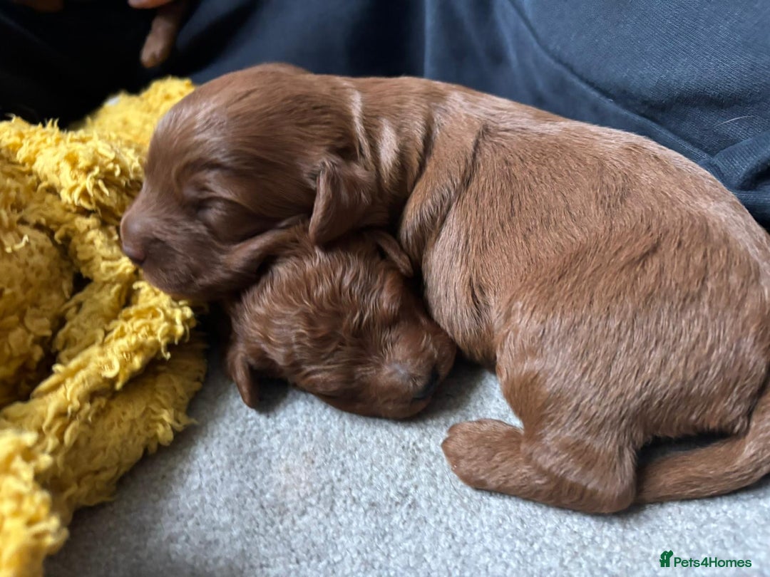 Labradoodle dogs for sale: Labradoodles for sale  - Image 11