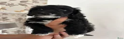 Yorkiepoo dogs for sale: Gorgeous YORKIEPOO puppys - Advert 7