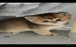 Scottish Fold cats for sale: Scottish Fold Kittens – Ready for New Homes  - Image 9